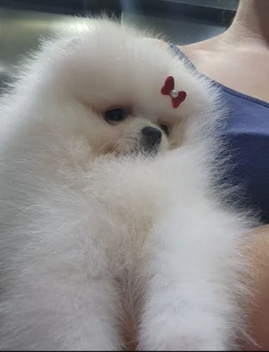 Fêmea de Lulu da Pomerânia 