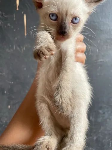 Gatinho 