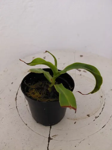 Planta carnívora Nepenthes