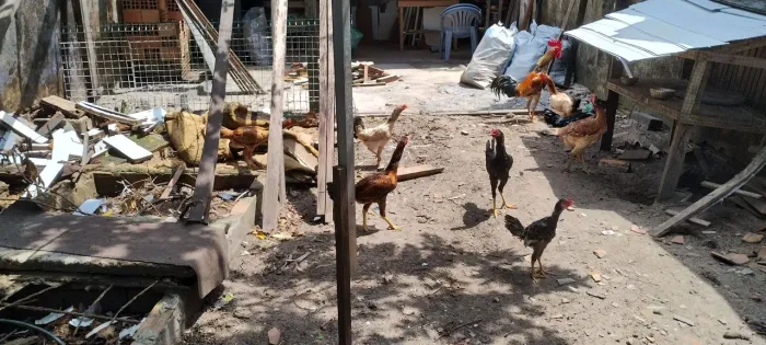 Galos, Galinhas e disponíveis 