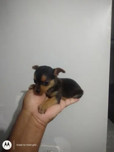 Filhote pinscher miniatura macho preto canela 