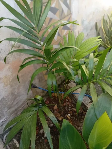Planta Palmeira Veitchia muda