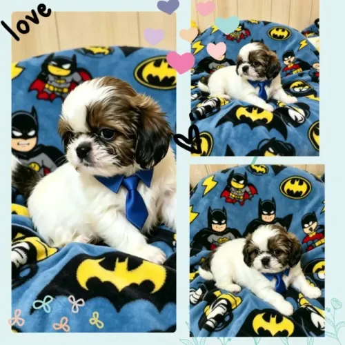 Belíssimo filhote de Shih tzu macho.