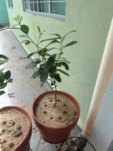 Muda mexerica/bergamota no vaso