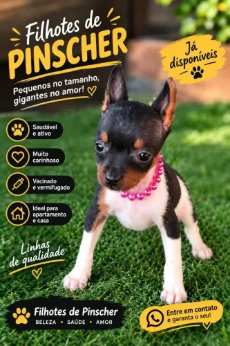 Pincher vacinação importada menina