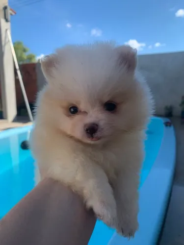 Lulu da Pomerania 