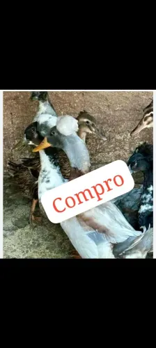 Marreco de pompom 