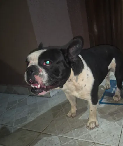 Cachorro encontrada