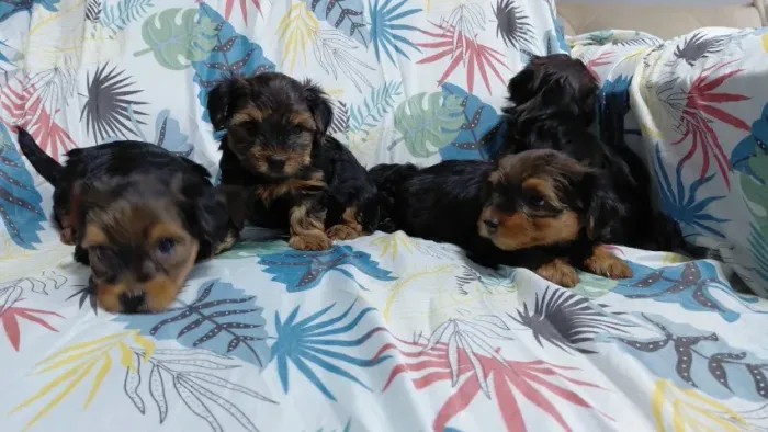 Filhote Yorkshire Terrier Macho