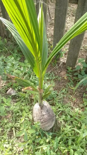 Mudas de coqueiro