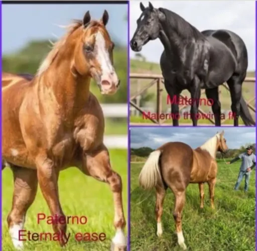 Potro Palomino PO