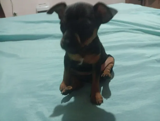 Vende-se um pinscher