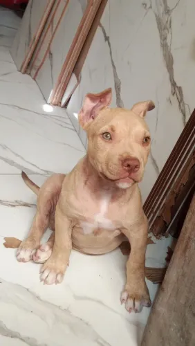 Cachorro pitbull monster filhote