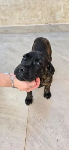 Filhote de Cane Corso (venda rapida)