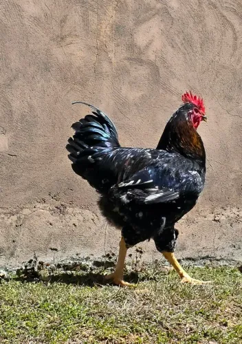 Galo da raça galinha sertaneja balão