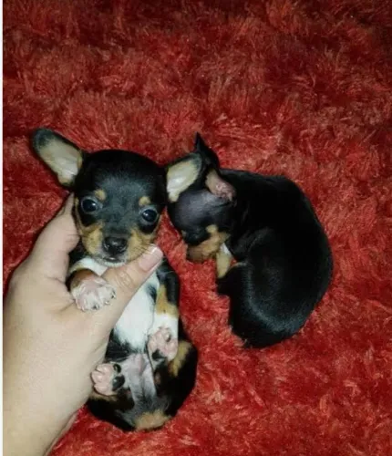 Pinscher zero machinhos disponíveis
