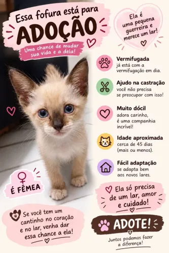 Doação de gato