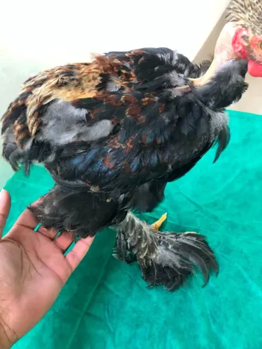 Galinho Brahma Polaca Heterozigoto - Exemplar Exótico e Ornamental