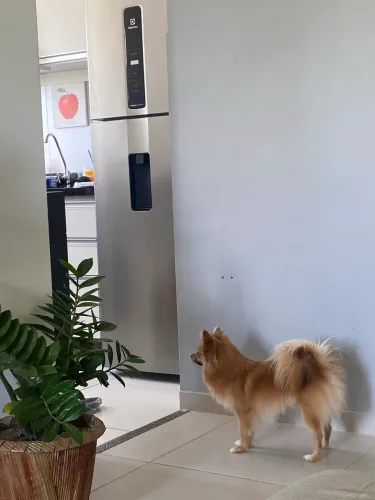 Vendo Spitz Alemão Raposinha