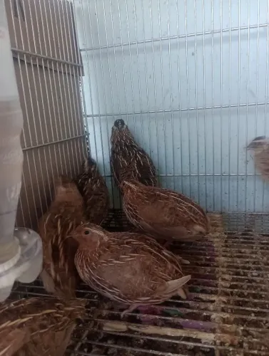 Codornas japônica