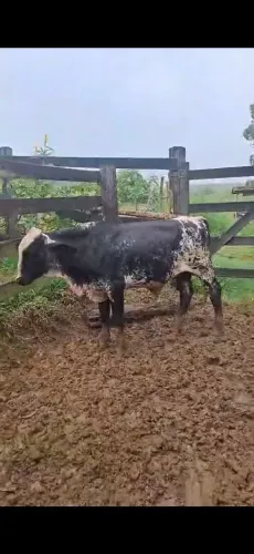 OPORTUNIDADE!!VENDO EXCELENTE GARROTE GIROLANDO GENÉTICA DE MINAS INSEMINAÇÃO.
