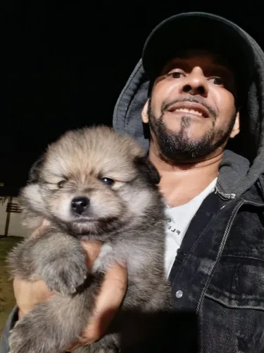 Feminha spitz alemão fofinha