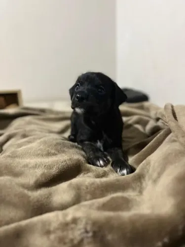 Adoção Urgente: Filhotinha Porte Pequeno Preto e Branco