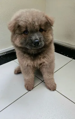 PET CHOW-CHOW 