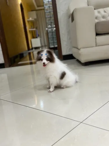 Lulu da Pomerania Branco com Chocolate