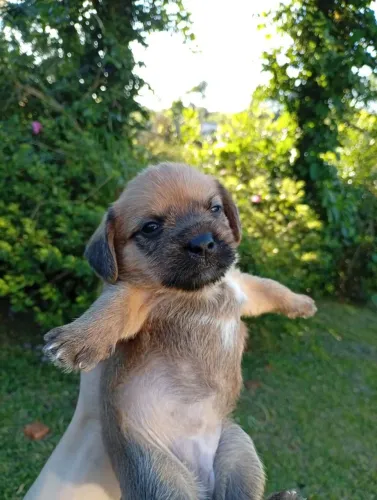 Filhote Dachshund Fêmea - Salsichinha Linda e Carinhosa