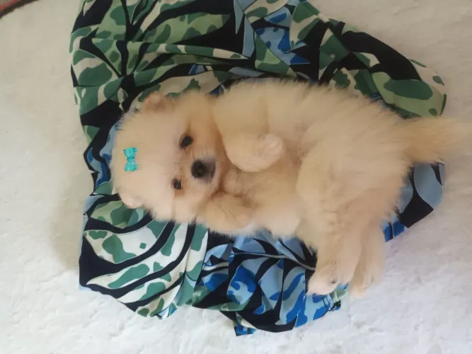 Lindos cachorros spitz ou lulu