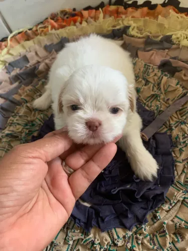 Cachorro Shitzu macho lindo