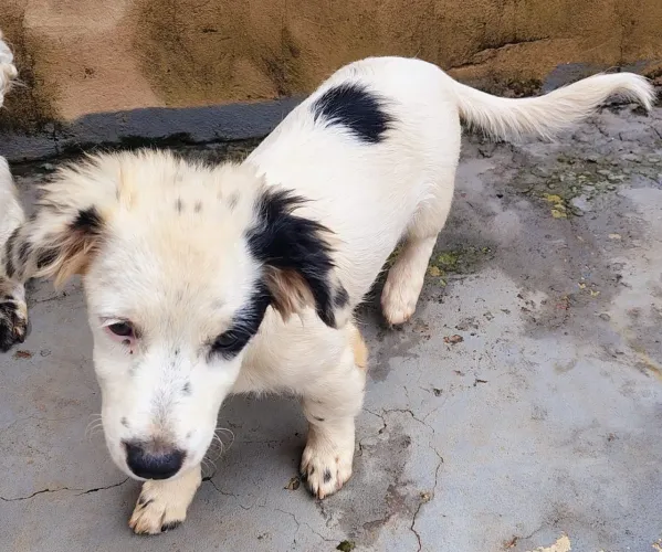 Cachorrinha para doação