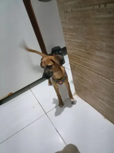 Cachorro para Adoção 