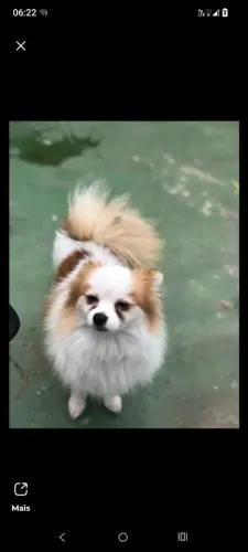 Spitz alemão fêmea branca particolor/pedigree 