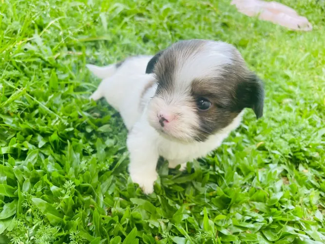 Vendo filhote de shinto tzu