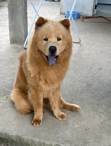 Cachorro chow chow adoção 