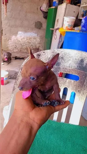 Miniatura pinscher macho comédia para venda