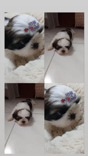 Shih tzu