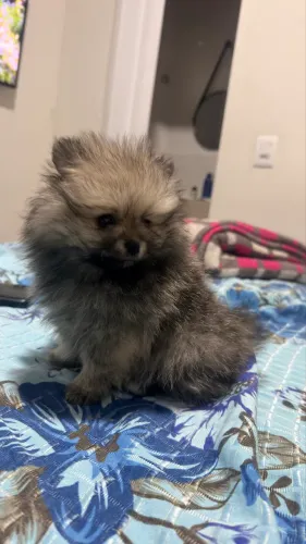 Lulu da Pomerânia