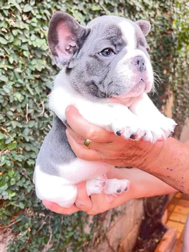 Filhotes buldogue francês