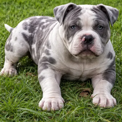 FILHOTES DE AMERICAN BULLY c/ acompanhamento veterinário