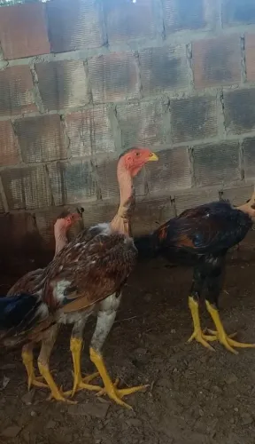 Polaco gigante 