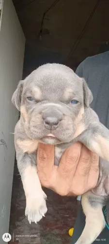 American Bully SP 