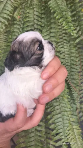 Shitzu cachorrinha femea.