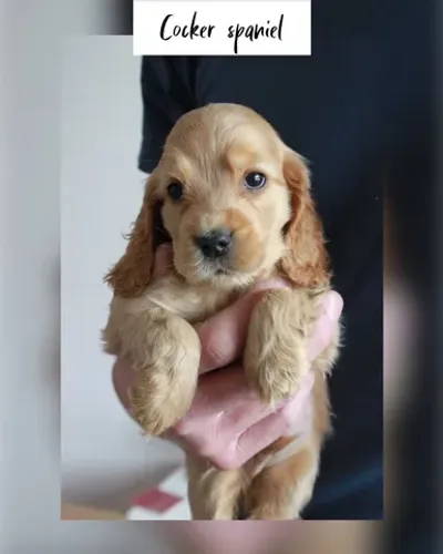 Cocker spaniel inglês 