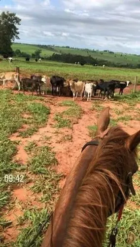 Contrata-se peão com experiência