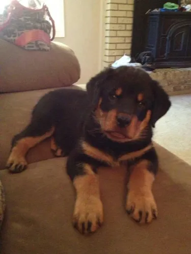 Filhote de Rottweiler com as patas enormes