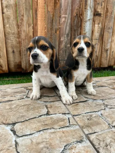 Filhotes de Beagle lindos