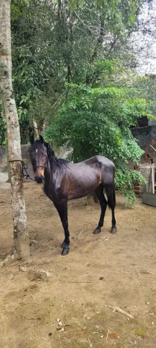Cavalo